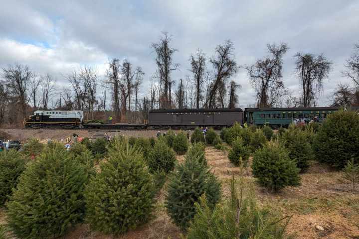 Train passing through a field of small evergreen trees on a cloudy day.