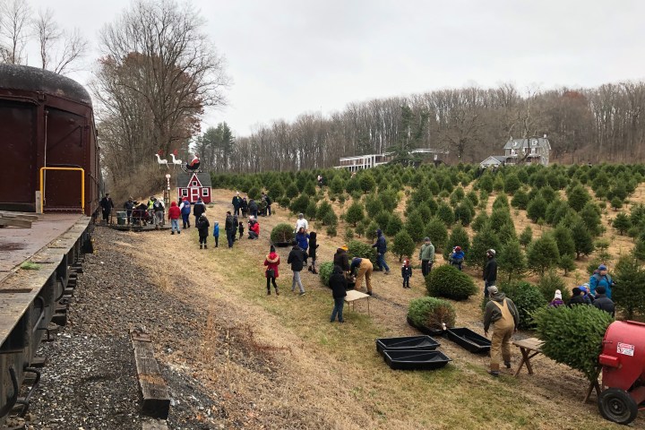 People at a Christmas tree farm near a train, selecting and preparing trees.
