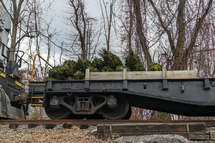 Railway cart carrying Christmas trees on a track in a wooded area.